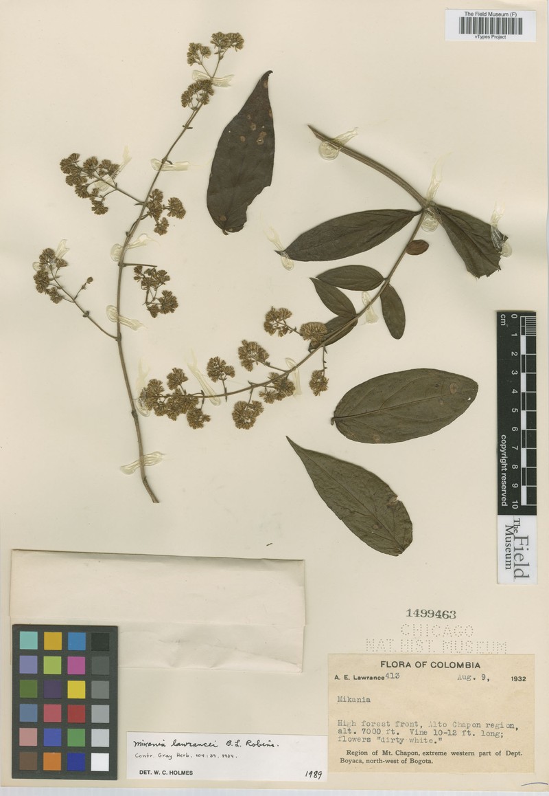 Mikania lawrancei