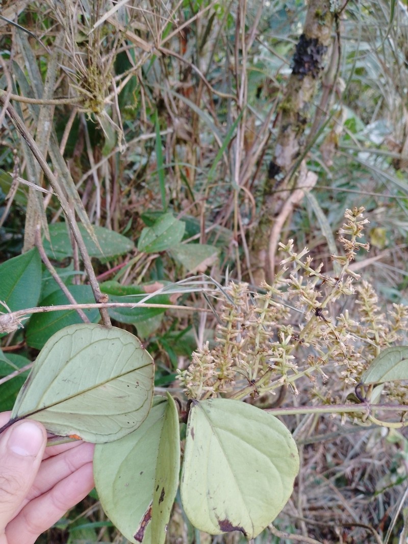 Mikania leiostachya photo 2
