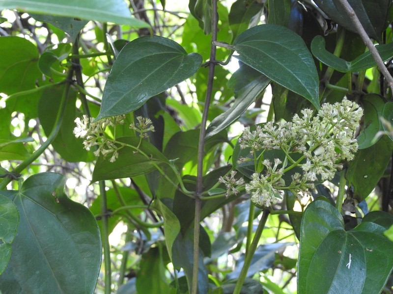 Mikania leiostachya photo 4