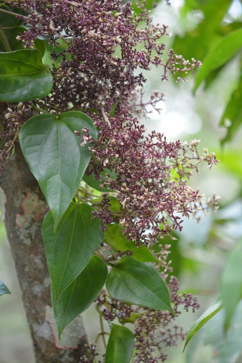Mikania leiostachya photo 5