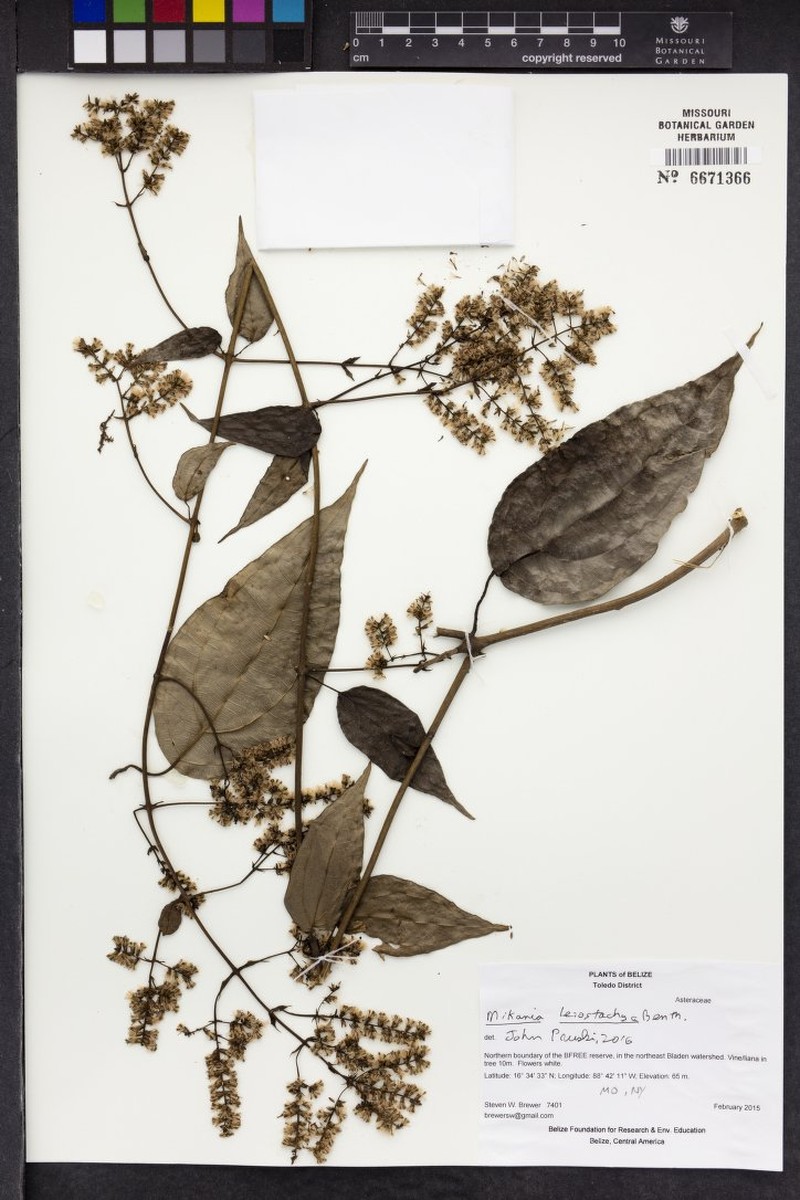 Mikania leiostachya photo 6