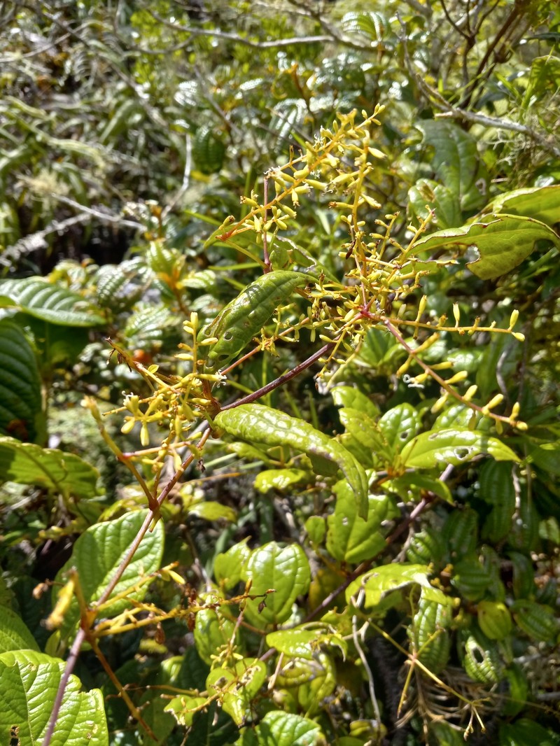 Mikania lepidophora photo 3