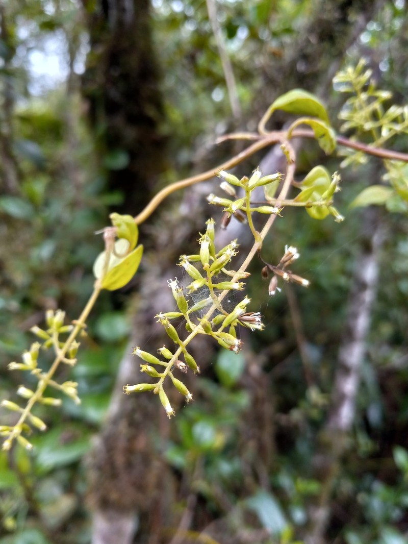 Mikania lepidophora photo 4