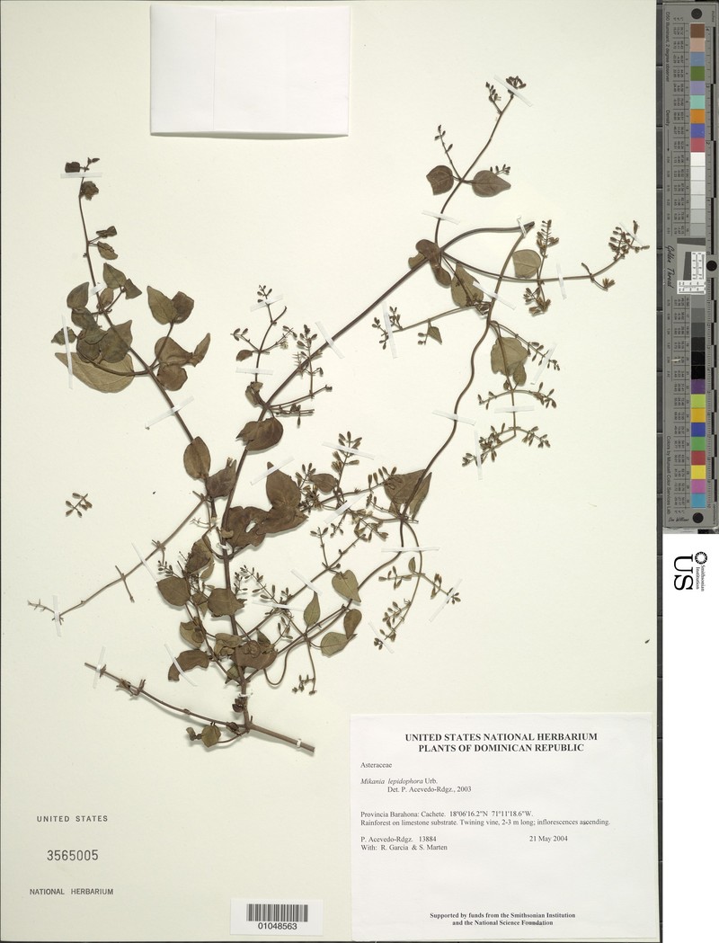 Mikania lepidophora photo 5