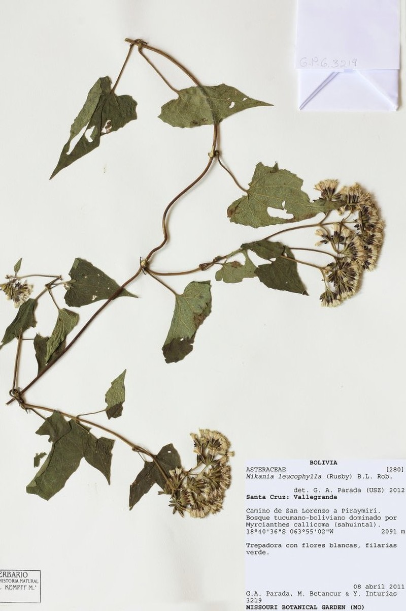 Mikania leucophylla