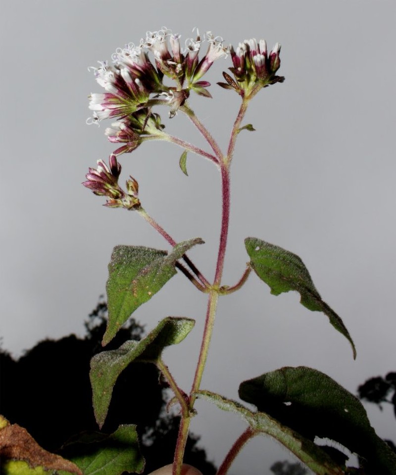 Mikania leucophylla photo 2