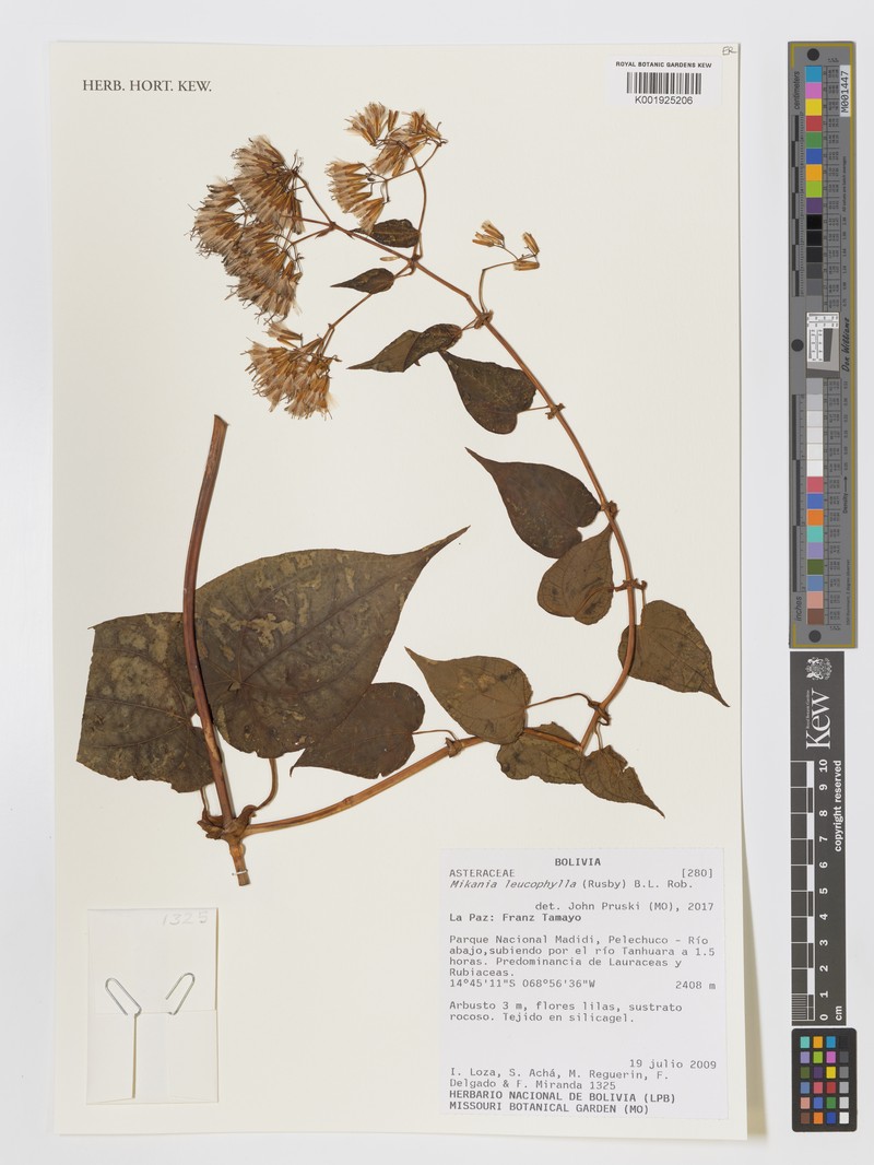 Mikania leucophylla photo 3