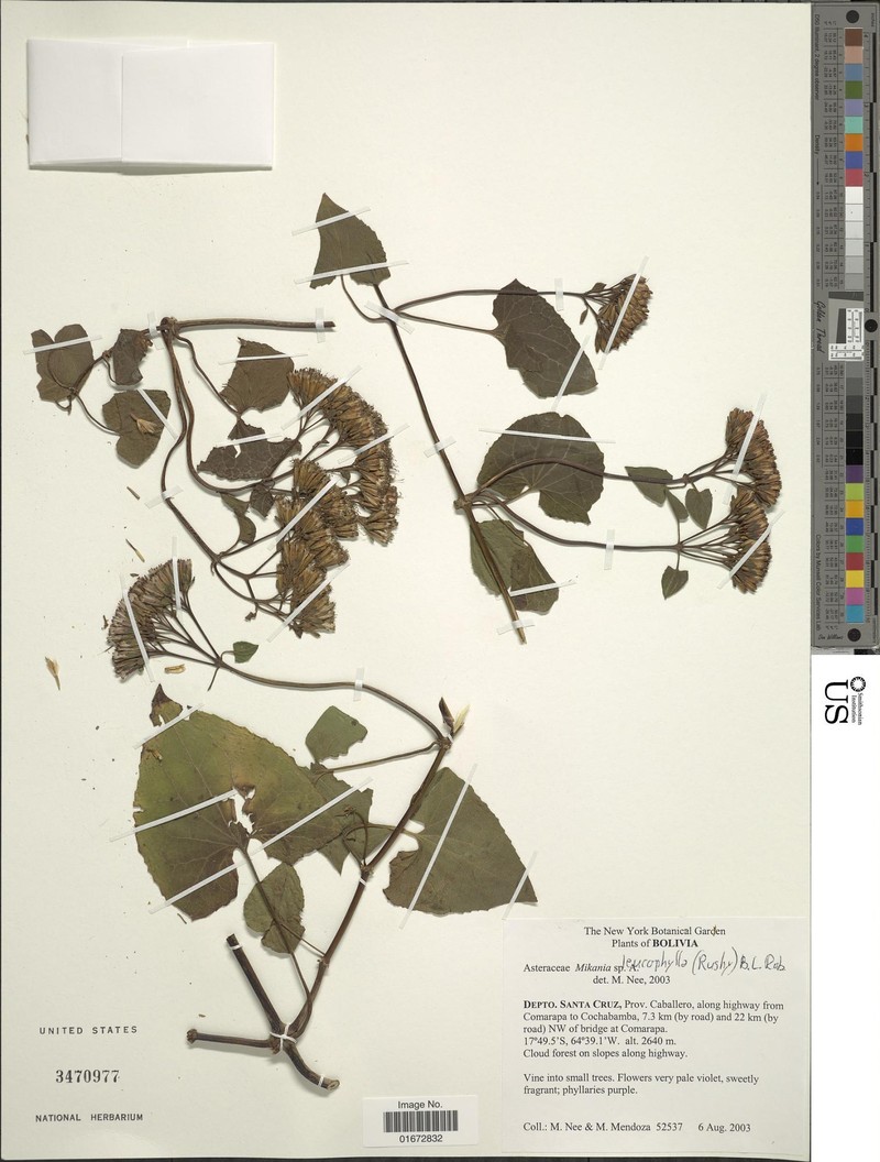 Mikania leucophylla photo 4