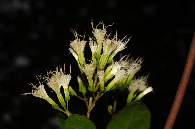 Mikania lindbergii