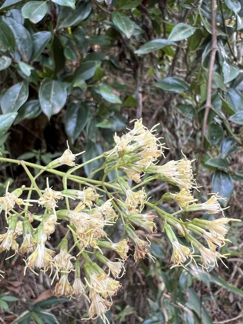 Mikania lindbergii photo 2