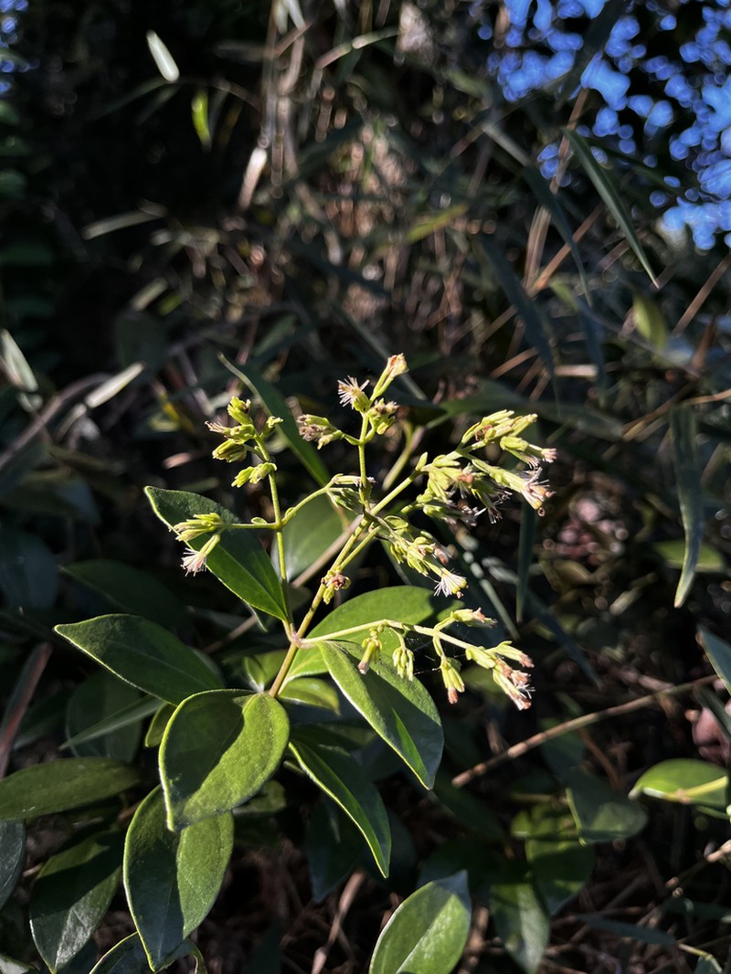 Mikania lindbergii photo 3