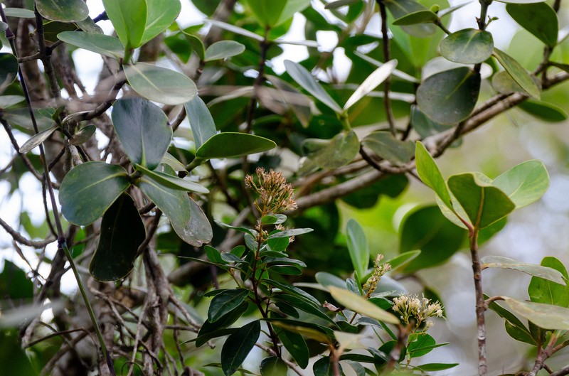 Mikania lindbergii photo 5