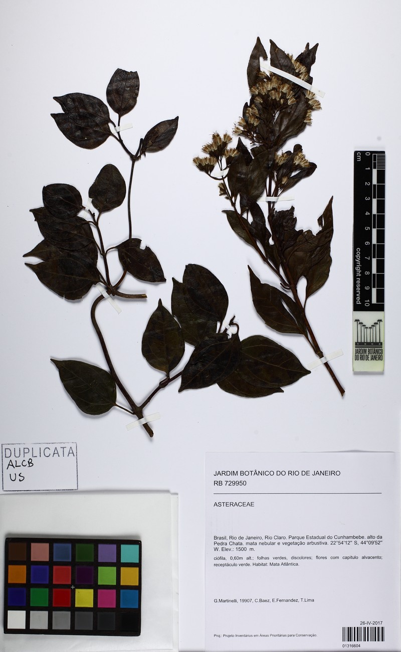 Mikania lindbergii photo 6