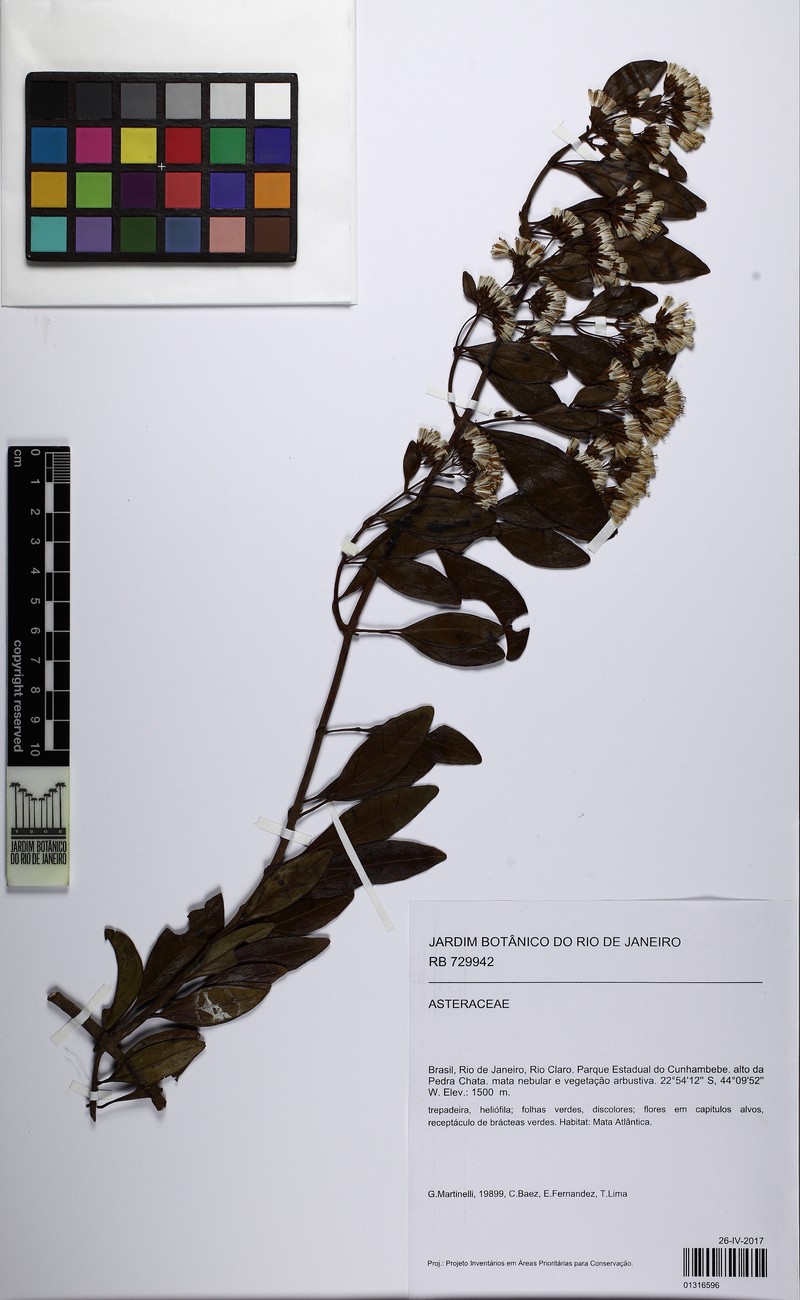 Mikania lindbergii photo 7