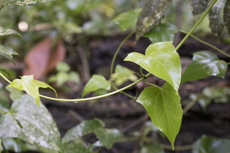 Mikania lindleyana