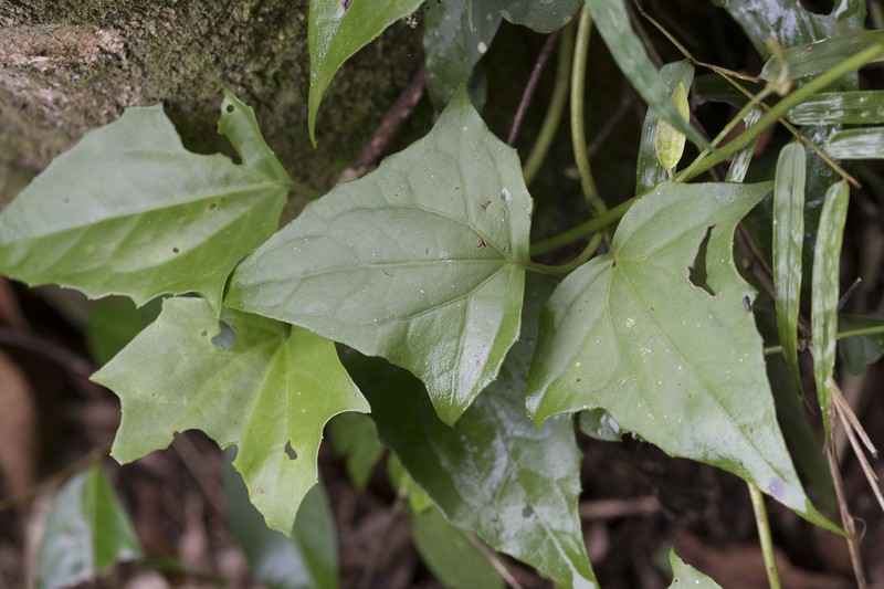 Mikania lindleyana photo 2