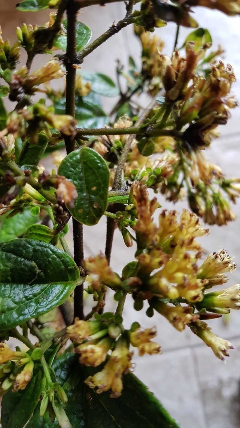 Mikania lindleyana photo 3