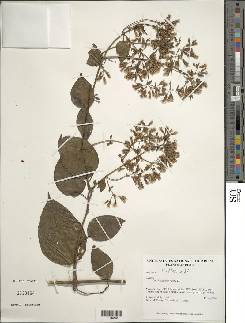 Mikania lindleyana photo 5