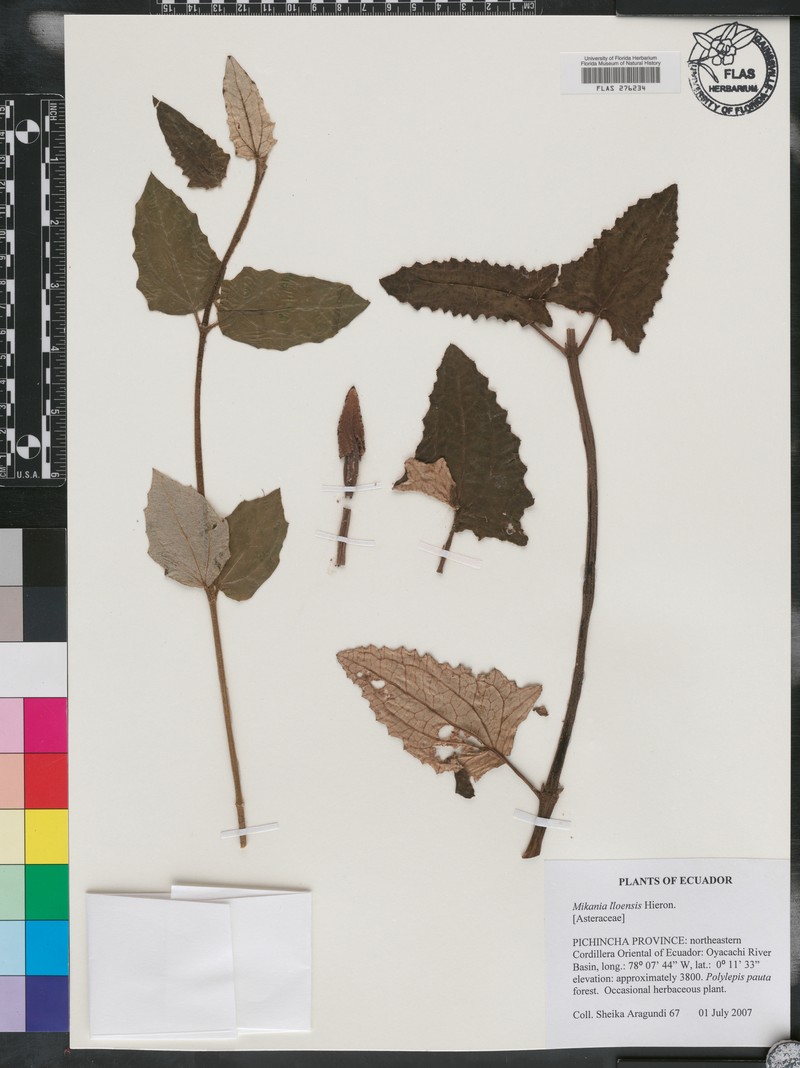 Mikania lloensis