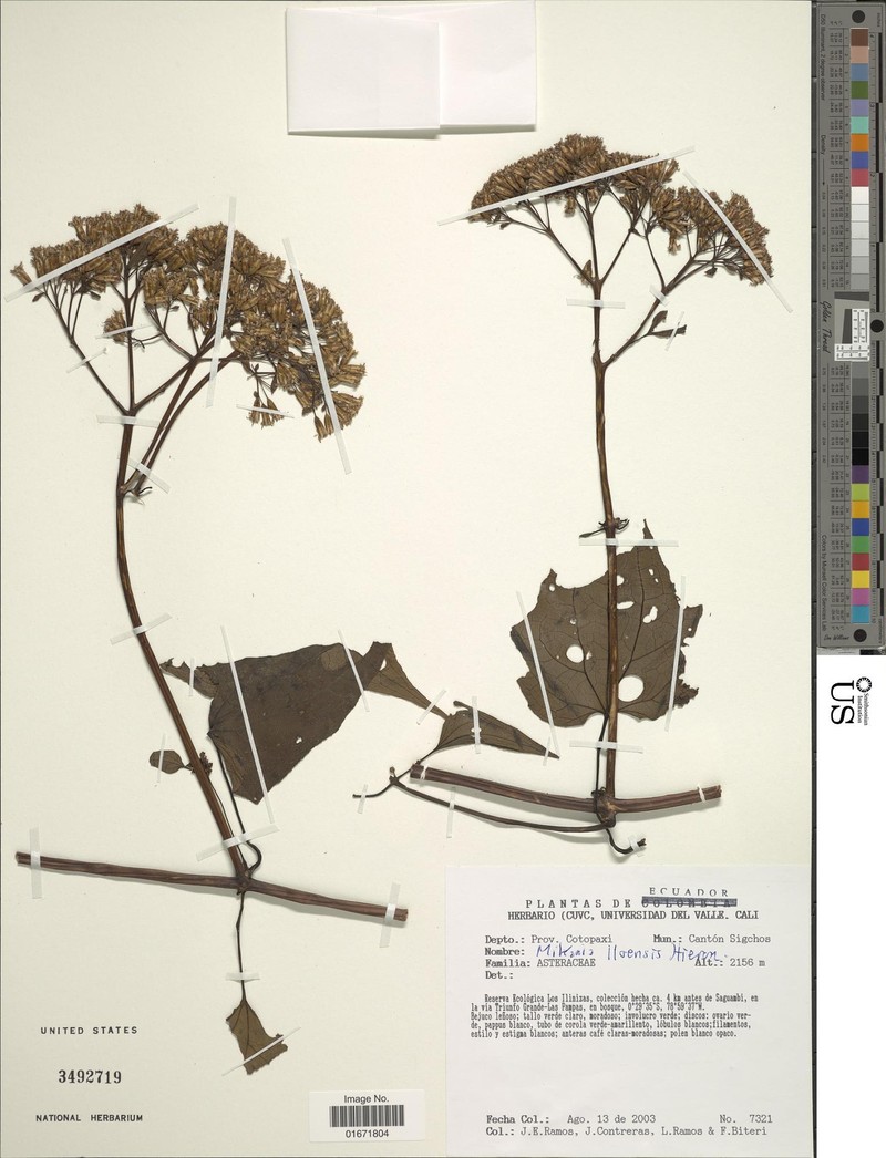 Mikania lloensis photo 2