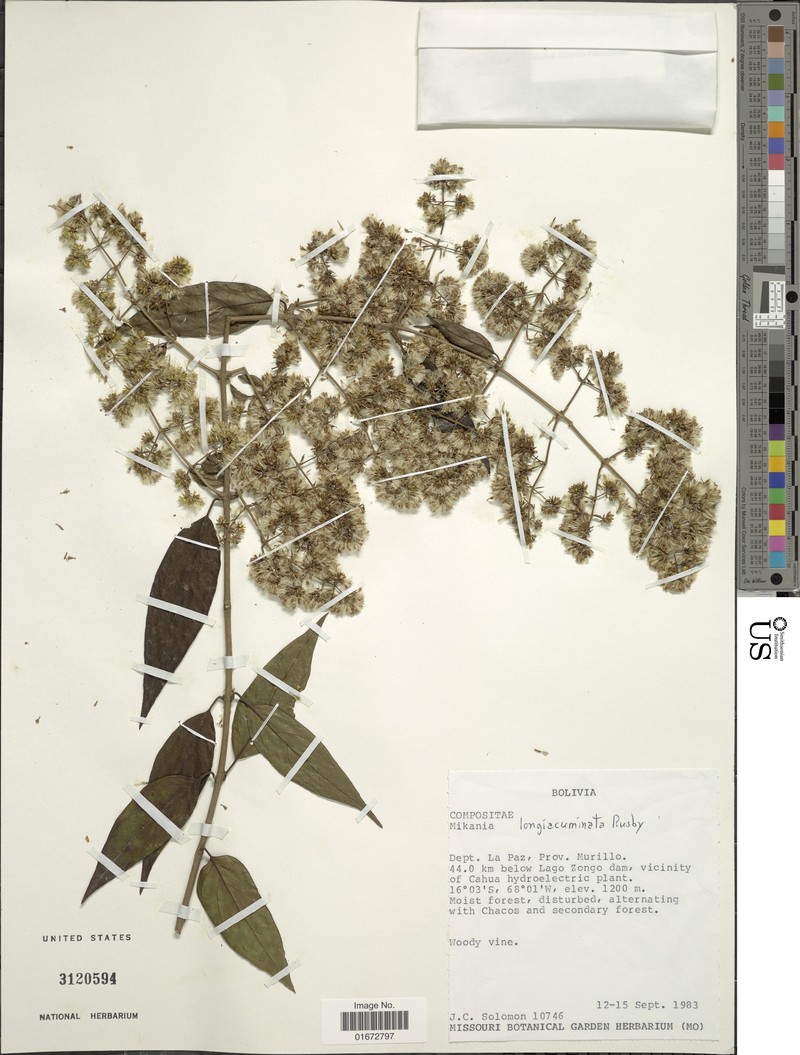 Mikania longiacuminata
