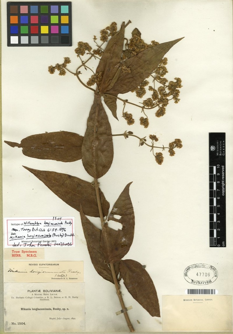 Mikania longiacuminata photo 2