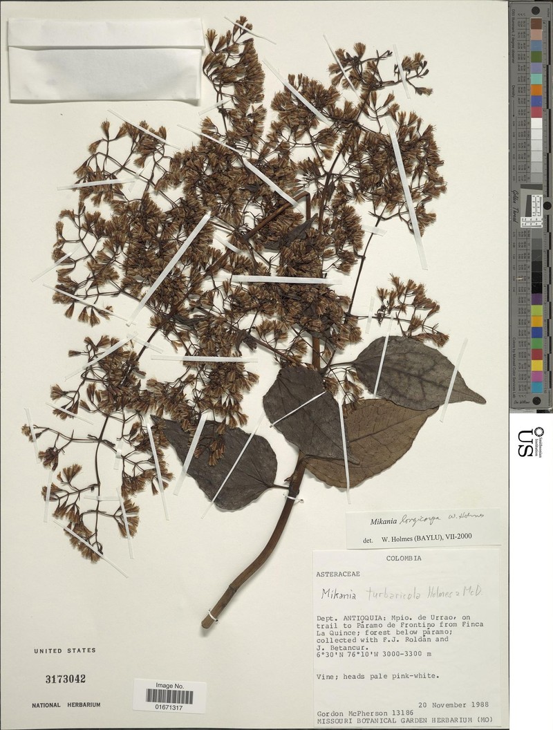 Mikania longicarpa