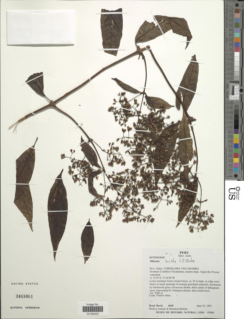 Mikania lucida
