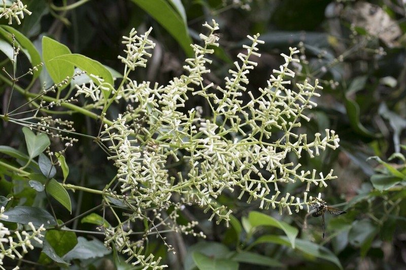 Mikania lundiana
