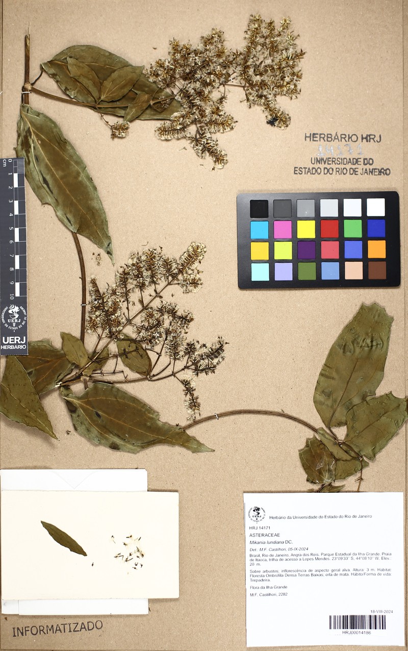 Mikania lundiana photo 2