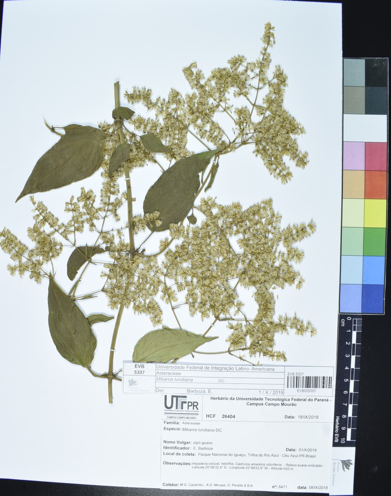 Mikania lundiana photo 3