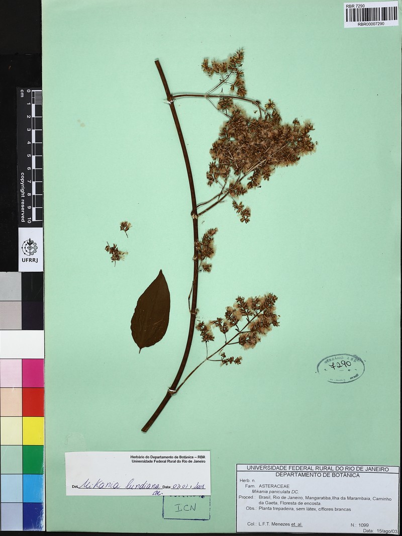Mikania lundiana photo 4