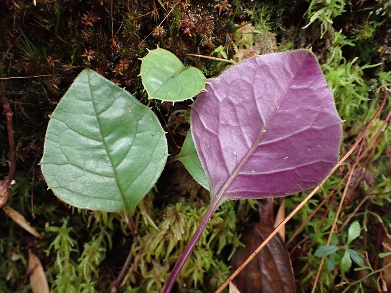 Mikania macdanielii