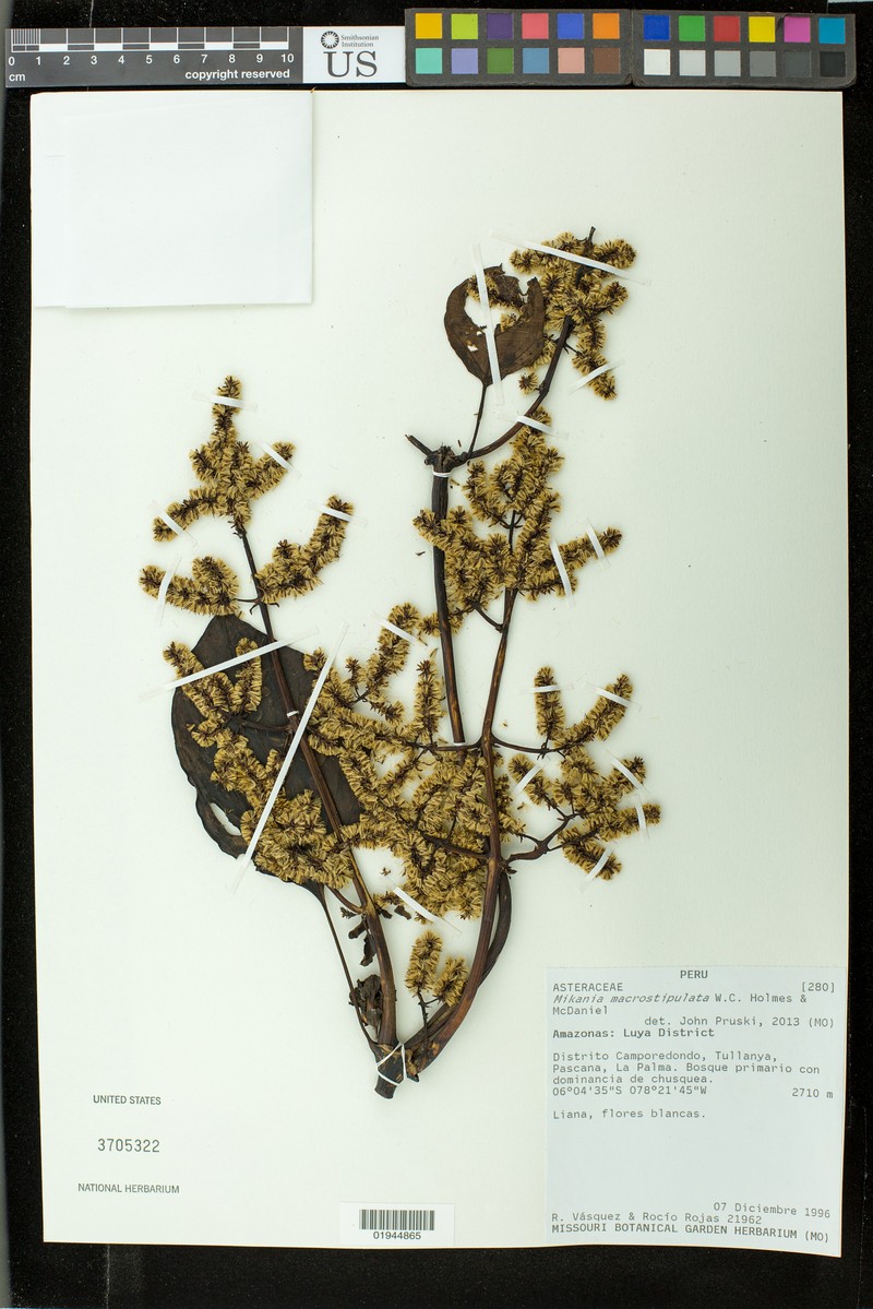 Mikania macrostipulata