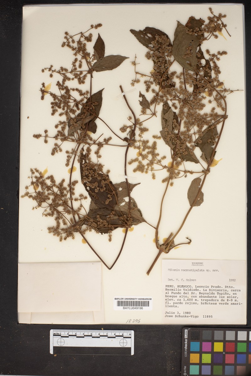 Mikania macrostipulata photo 2