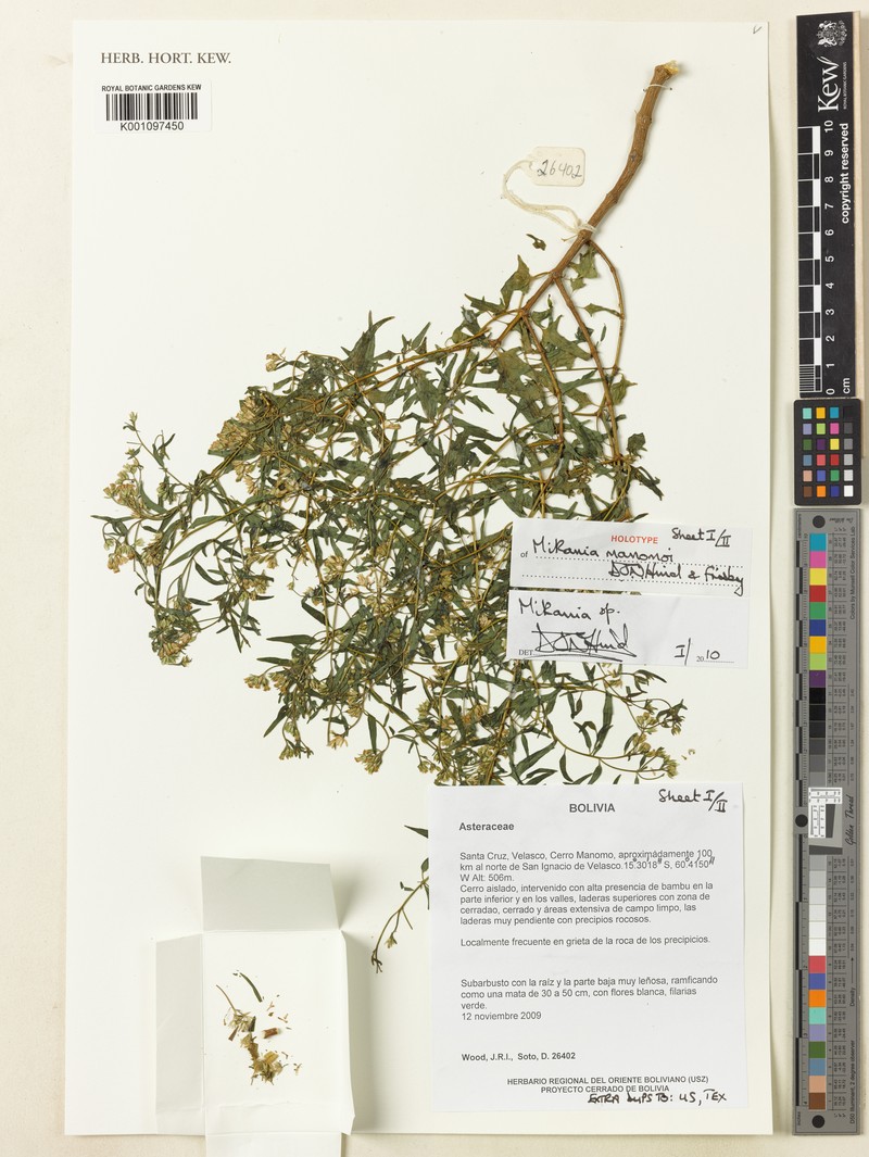 Mikania manomoi