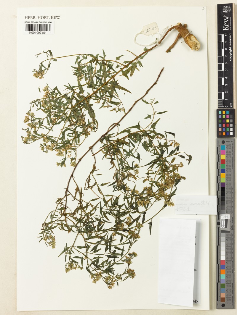 Mikania manomoi photo 2
