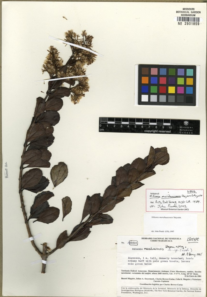 Mikania marahuacensis