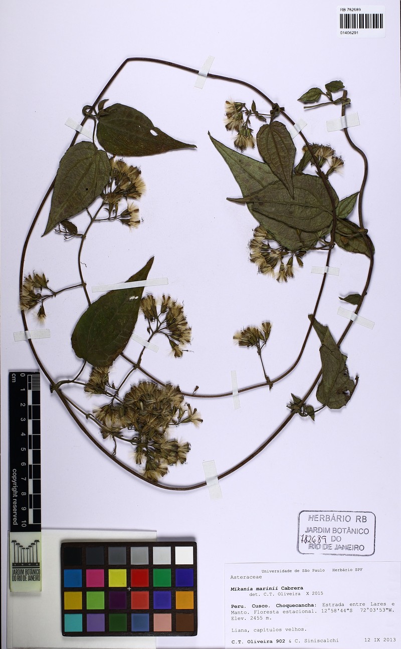 Mikania marinii