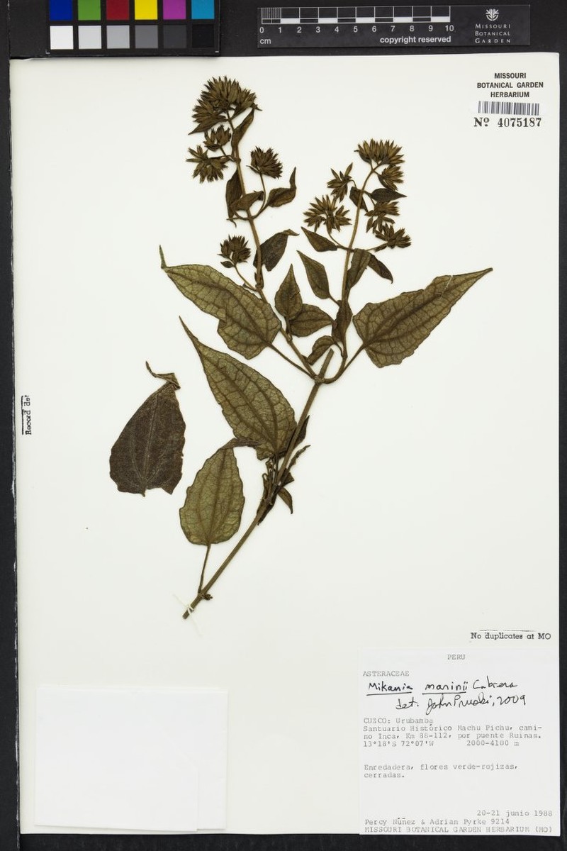 Mikania marinii photo 2