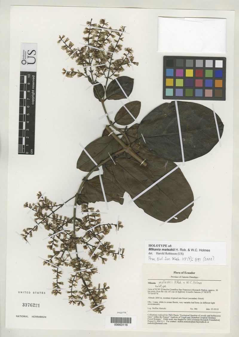 Mikania matezkii