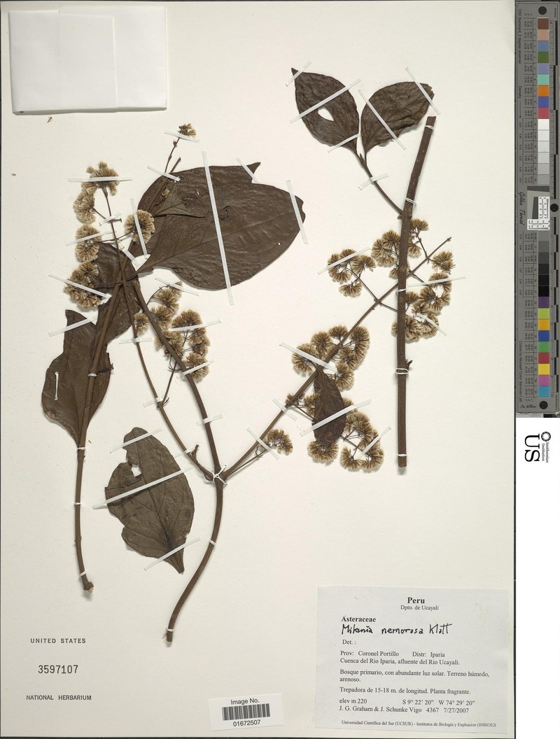 Mikania mathewsii