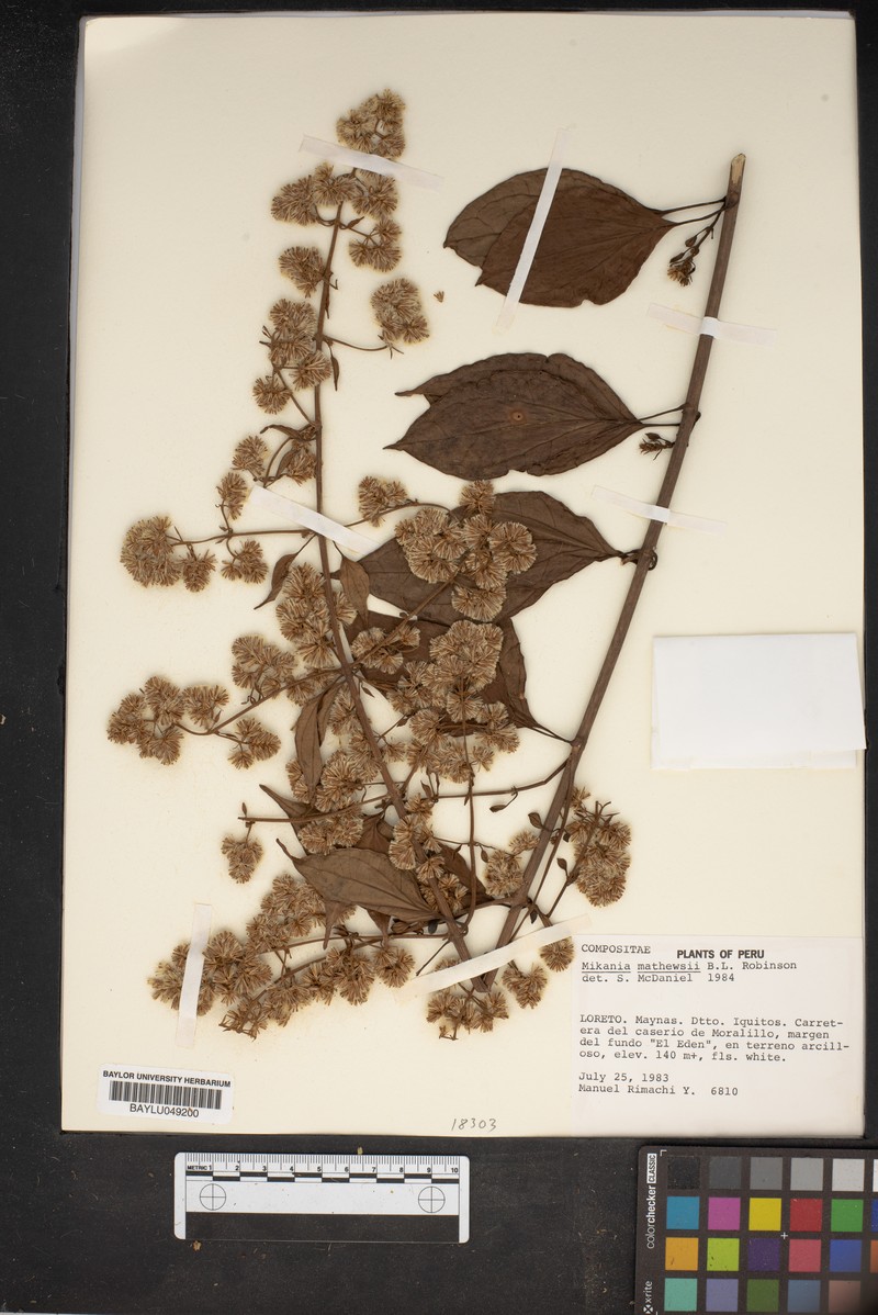 Mikania mathewsii photo 2
