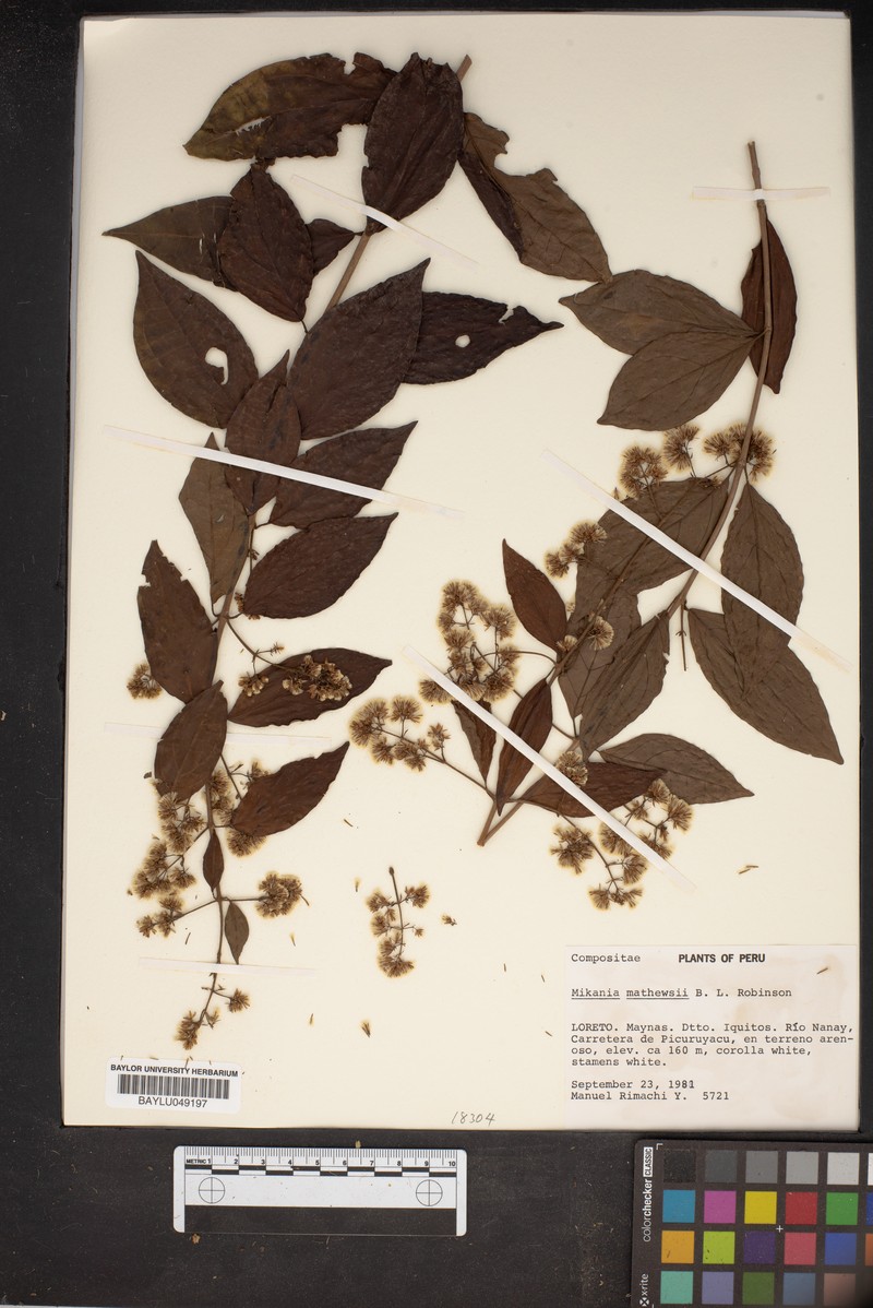 Mikania mathewsii photo 3