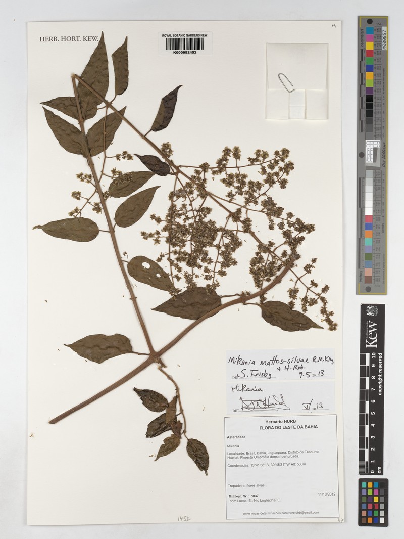 Mikania mattos-silvae