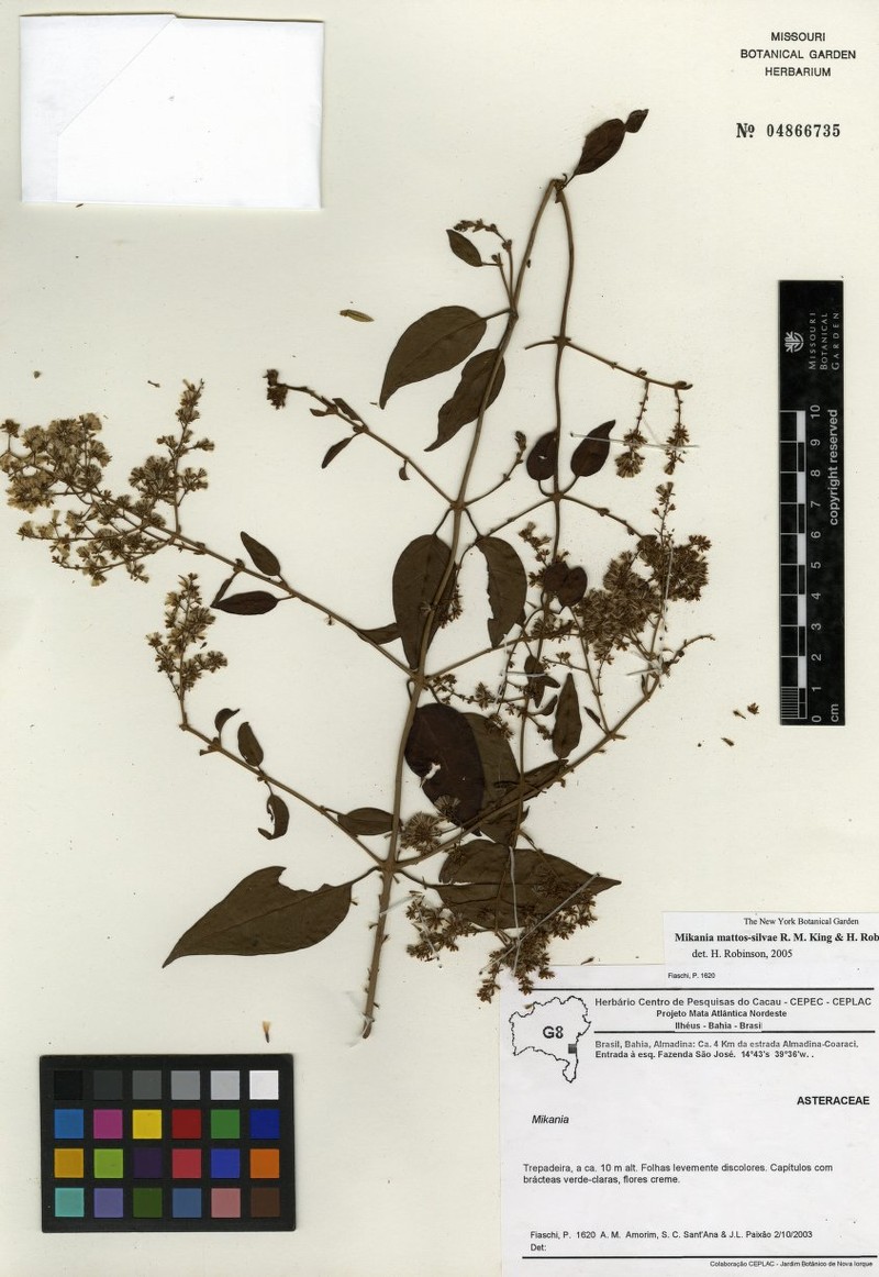 Mikania mattos-silvae photo 2