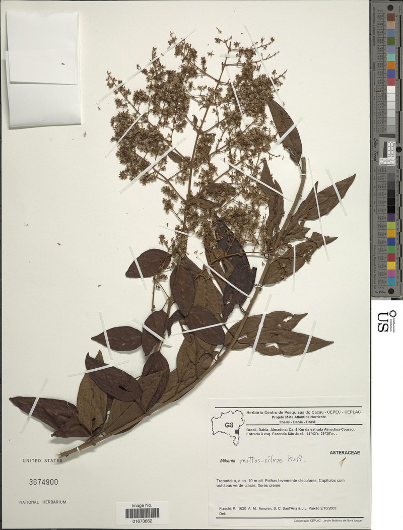 Mikania mattos-silvae photo 3