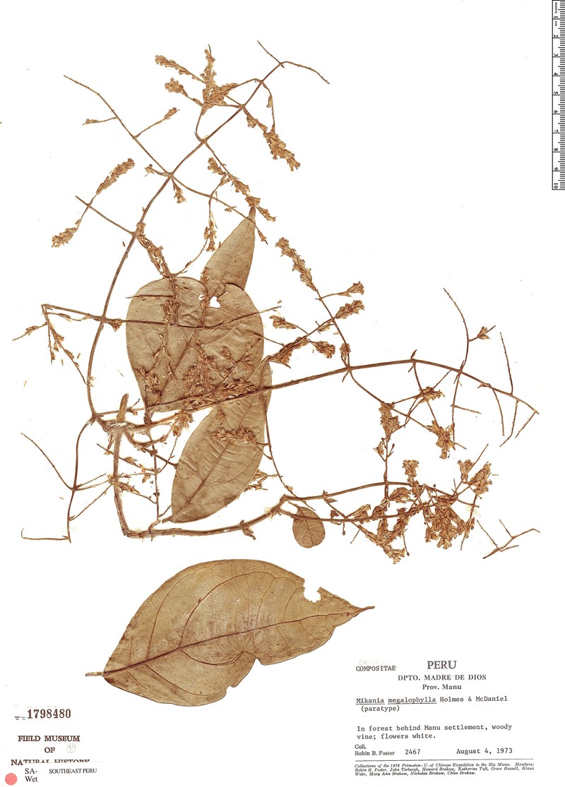 Mikania megalophylla