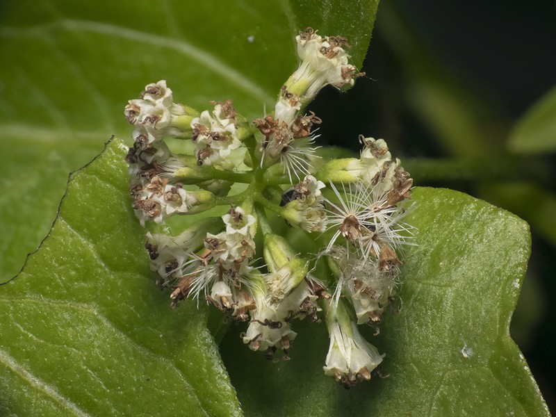 Mikania mendocina