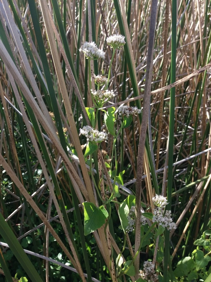 Mikania mendocina photo 2